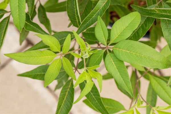 Vitex agnus-castus Blue Diddley 30- 40 cm