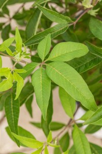 Vitex agnus-castus Blue Diddley 30- 40 cm