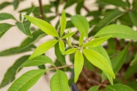 Vitex agnus-castus Blue Diddley 30- 40 cm