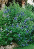 Vitex agnus-castus Blue Diddley 30- 40 cm