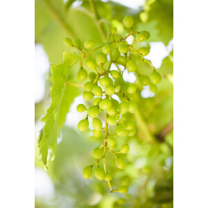 Vitis vinifera gelber Muskateller 80- 100 cm