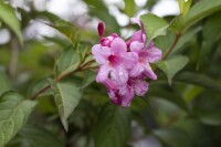 Weigela florida Picobella Rosa  40- 60 cm
