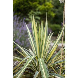 Yucca filamentosa Color Guard 30- 40 cm
