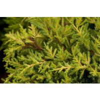 Juniperus media Goldkissen mB 25- 30 cm