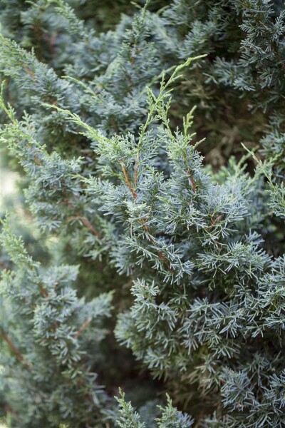 Juniperus media Blaauw C 15-20