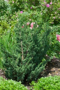 Juniperus media Blaauw C 15-20