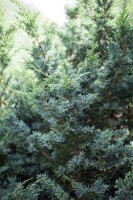 Juniperus media Blaauw C 15-20