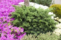 Juniperus media Blaauw C 15-20