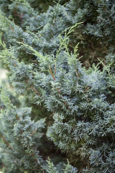 Juniperus media Blaauw C20-25