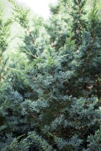 Juniperus media Blaauw C20-25