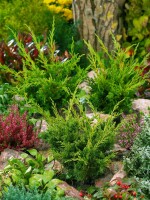 Juniperus media Blaauw C20-25