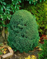 Juniperus media Blaauw mb 40-50 cm