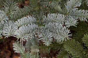 Abies procera Glauca                     mb 40-50 cm