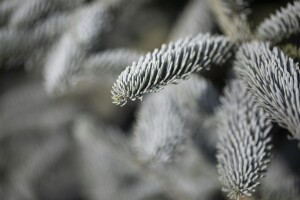 Abies procera Glauca                     mb 40-50 cm