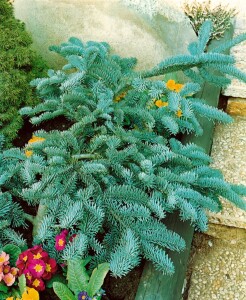 Abies procera Glauca                     mb 40-50 cm