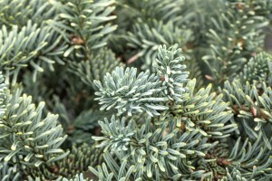 Abies procera Glauca                     mb 40-50 cm