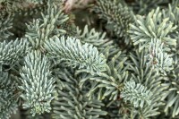 Abies procera Glauca                     mb 40-50 cm