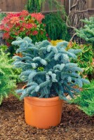 Abies procera Glauca                     mb 40-50 cm