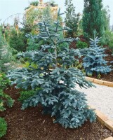 Abies procera Glauca                     mb 40-50 cm