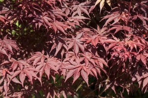 Acer palmatum Bloodgood kräftig 4xv mDb 175- 200 cm kräftig