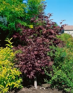 Acer palmatum Bloodgood kräftig 4xv mDb 175- 200 cm kräftig