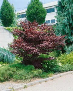 Acer palmatum Bloodgood kräftig 4xv mDb 175- 200 cm kräftig