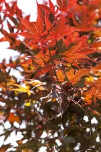 Acer palmatum Bloodgood kräftig 4xv mDb 175- 200 cm kräftig