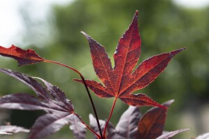 Acer palmatum Bloodgood kräftig 4xv mDb 175- 200 cm kräftig