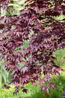 Acer palmatum Bloodgood kräftig 4xv mDb 175- 200 cm kräftig