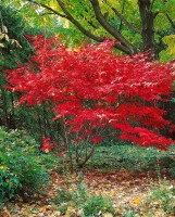 Acer palmatum Bloodgood kräftig 4xv mDb 175- 200 cm kräftig