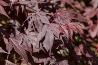 Acer palmatum Bloodgood kräftig 4xv mDb 175- 200 cm kräftig