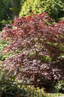 Acer palmatum Bloodgood kräftig 4xv mDb 175- 200 cm kräftig