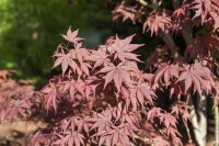 Acer palmatum Bloodgood kräftig 4xv mDb 175- 200 cm kräftig