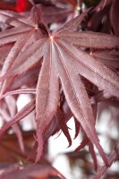 Acer palmatum Bloodgood kräftig 4xv mDb 175- 200 cm kräftig