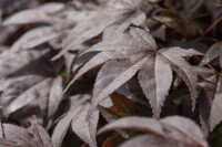 Acer palmatum Bloodgood kräftig 4xv mDb 175- 200 cm kräftig