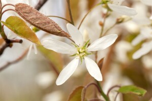 Amelanchier lamarckii 60-100