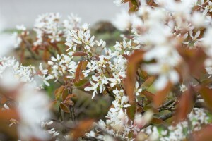 Amelanchier lamarckii 60-100