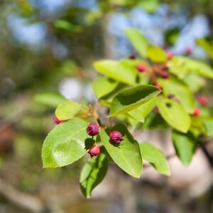 Amelanchier lamarckii 60-100