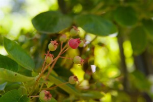 Amelanchier lamarckii 60-100