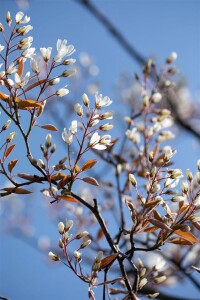 Amelanchier lamarckii 60-100