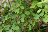 Amelanchier lamarckii 60-100