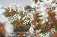 Amelanchier lamarckii 60-100