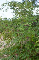 Amelanchier lamarckii 60-100