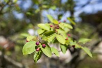 Amelanchier lamarckii 60-100