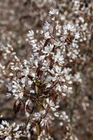 Amelanchier lamarckii 60-100