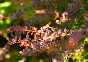 Berberis thunbergii Atropurpurea mb 100-125 cm