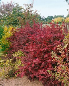 Berberis thunbergii Atropurpurea mb 100-125 cm