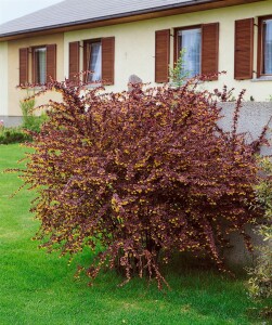 Berberis thunbergii Atropurpurea mb 100-125 cm