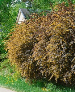 Berberis thunbergii Atropurpurea mb 100-125 cm