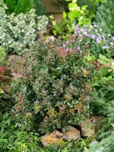 Berberis thunbergii Atropurpurea mb 100-125 cm